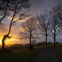 Buy canvas prints of Bare trees and a sunset by Leighton Collins