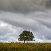 Buy canvas prints of A tree and an approaching storm by Leighton Collins