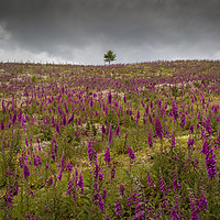 Buy canvas prints of A field of Foxgloves on the Brecon Beacons by Leighton Collins