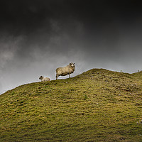Buy canvas prints of Sheep on a hill top by Leighton Collins