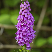 Buy canvas prints of Common purple Foxglove by Leighton Collins
