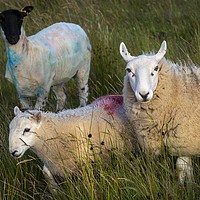 Buy canvas prints of Paint daubed Welsh sheep by Leighton Collins