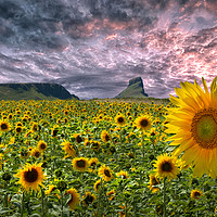 Buy canvas prints of Sunflowers on the Gower peninsula by Leighton Collins