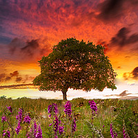 Buy canvas prints of Foxgloves at sunset by Leighton Collins