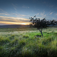Buy canvas prints of A lone tree at sunset by Leighton Collins