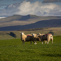 Buy canvas prints of Sheep on the Brecon Beacons by Leighton Collins