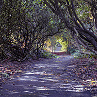 Buy canvas prints of Tree lined Rhododendron walkway by Leighton Collins