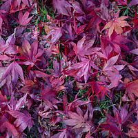 Buy canvas prints of Acer leaves in Autumn by Leighton Collins