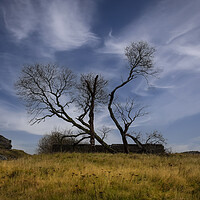 Buy canvas prints of Old dead trees at Penwyllt by Leighton Collins