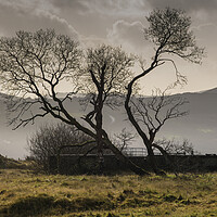 Buy canvas prints of Silhouette of trees at Penwyllt by Leighton Collins
