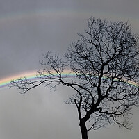 Buy canvas prints of Bare tree and a double rainbow by Leighton Collins
