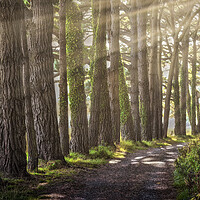 Buy canvas prints of Tree lined path at Whiteford by Leighton Collins