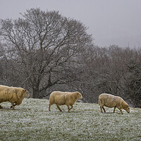 Buy canvas prints of Sheep in a Welsh field by Leighton Collins