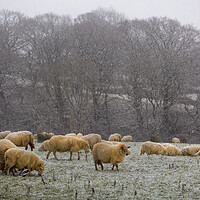 Buy canvas prints of A herd of sheep in Winter by Leighton Collins
