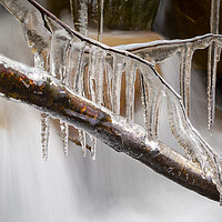 Buy canvas prints of Icicles on a branch by Leighton Collins