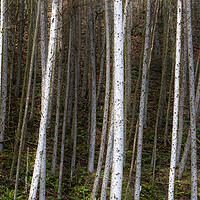 Buy canvas prints of Forest of Birch trees by Leighton Collins