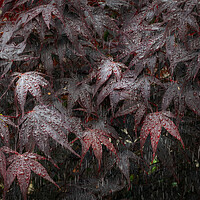 Buy canvas prints of Rain on Acer leaves by Leighton Collins