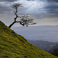 Buy canvas prints of A lone tree on the Black Mountain by Leighton Collins
