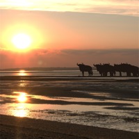 Buy canvas prints of WILDEBEEST AT SUNSET by mark tudhope