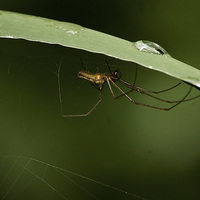 Buy canvas prints of incy wincy spider by paul neville