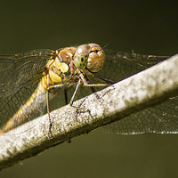 Buy canvas prints of dragonfly by paul neville
