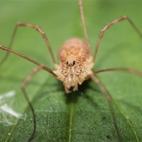 Buy canvas prints of harvestman spider by paul neville