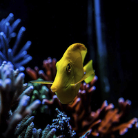 Buy canvas prints of yellow tang by paul neville