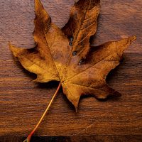 Buy canvas prints of autumn leaf on wood by paul neville