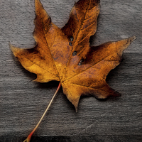Buy canvas prints of autumn leaf colour pop by paul neville