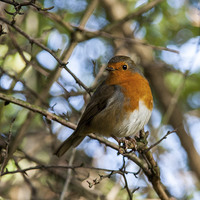 Buy canvas prints of Robin 2 by paul neville