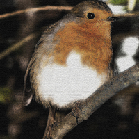 Buy canvas prints of Robin on canvas by paul neville