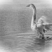 Buy canvas prints of swan by paul neville