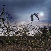 Buy canvas prints of Flight of the Heron by paul neville