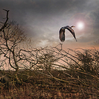 Buy canvas prints of Flight of the Heron 2 by paul neville