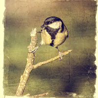 Buy canvas prints of Great Tit by paul neville