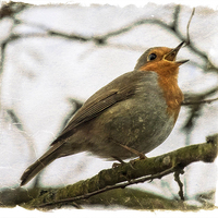 Buy canvas prints of Robin by paul neville