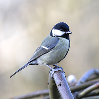 Buy canvas prints of Great tit by paul neville