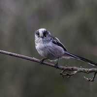 Buy canvas prints of long tailed tit by paul neville