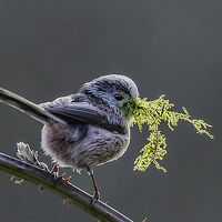 Buy canvas prints of Long tailed Tit by paul neville