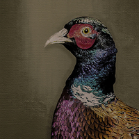 Buy canvas prints of pheasant portrait by paul neville