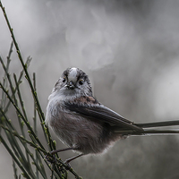 Buy canvas prints of Long tailed tit by paul neville