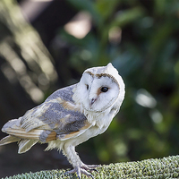 Buy canvas prints of Barn owl by paul neville