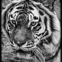 Buy canvas prints of Tiger by paul neville