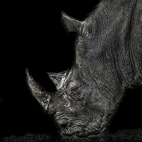 Buy canvas prints of Rhino by paul neville