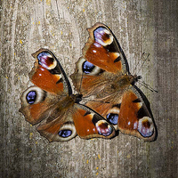 Buy canvas prints of peacock butterflies by paul neville