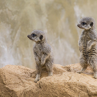 Buy canvas prints of baby meerkats by paul neville