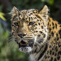 Buy canvas prints of Amur Leopard by paul neville