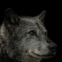 Buy canvas prints of wolf portrait by paul neville