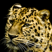Buy canvas prints of Amur Leopard by paul neville