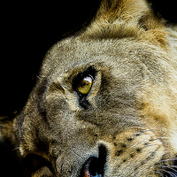 Buy canvas prints of lioness by paul neville